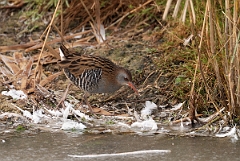 David Plant Photography - Wildlife Photographer - Water rail - B